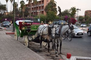 Marrakech (04/2017) - Photo 4