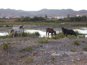 Oued Laou (08/2014) - Photo 7