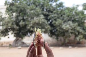 Oued Laou (08/2016) - Photo 0