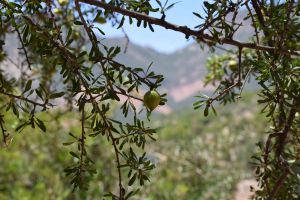 Paradise Valley d'Agadir - Photo 27