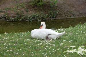 Parc de la Maison Blanche de Clamart - Photo 30