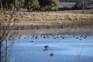 Parc National d'Ifrane - Photo 2