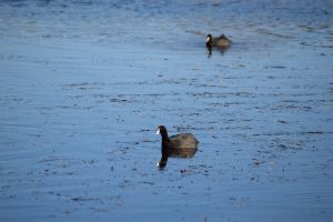 Parc National d'Ifrane - Photo 7