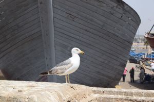 Essaouira - Port - Photo 1