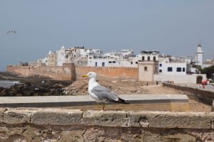 Essaouira - Port - Photo 8