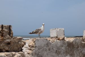 Essaouira - Port - Photo 10