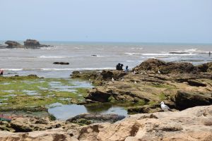 Essaouira - Port - Photo 11