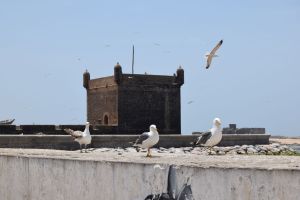 Essaouira - Port - Photo 12