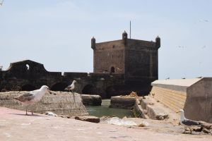 Essaouira - Port - Photo 13