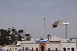 Essaouira - Port - Photo 20