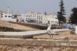 Essaouira - Port - Photo 21