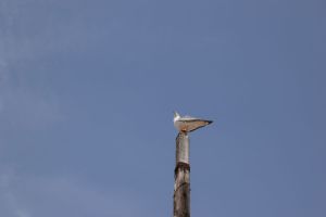 Essaouira - Port - Photo 29