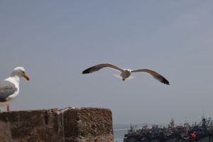 Essaouira - Port - Photo 39