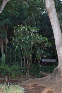 Les Jardins Exotiques de Bouknadel - Photo 2