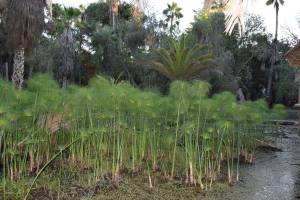 Les Jardins Exotiques de Bouknadel - Photo 14