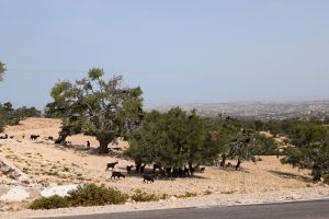 Entre Agadir et Essaouira - Photo 1