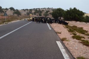 Entre Agadir et Essaouira - Photo 5