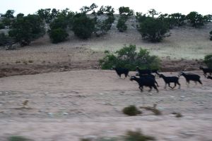 Entre Agadir et Essaouira - Photo 7