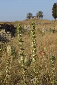 Site archéologique de Banasa - Photo 19