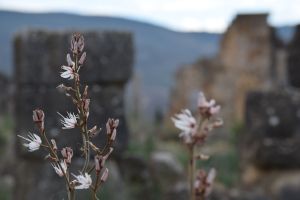 Site archéologique de Volubilis - Photo 16