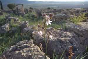 Site archéologique de Volubilis - Photo 31