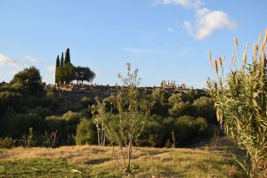 Site archéologique de Volubilis - Photo 40