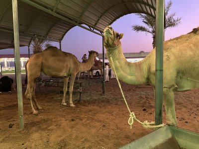 Sahara Adventure Tour