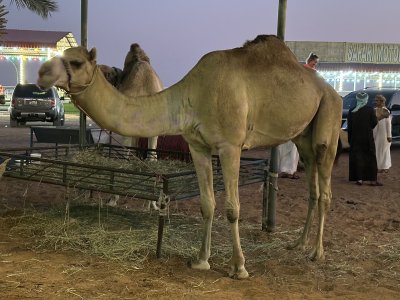 24.95992222222222,55.70253055555556