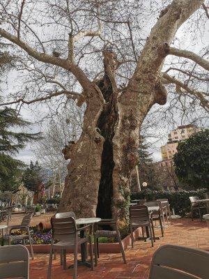 41.32583333333334,19.82444444444445