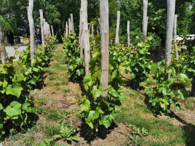 50.06209182722222,14.40530776972222