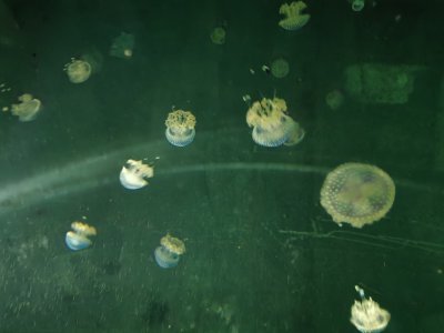 46.15342712388889,-1.15040767166667