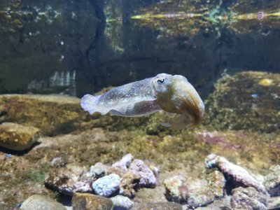 46.15343093861111,-1.15040433388889