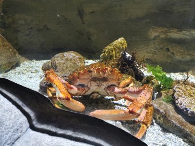 46.15342712388889,-1.15040457222222