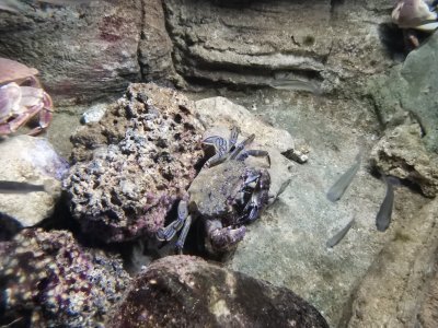 46.153411865,-1.15037834638889