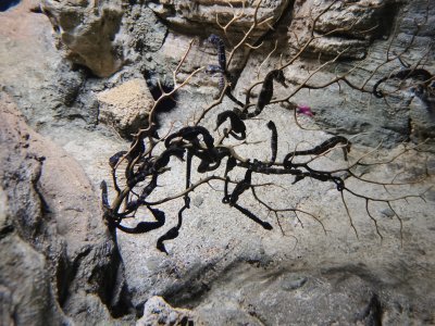 46.153411865,-1.15037834638889