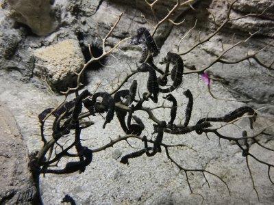 46.153411865,-1.15037834638889