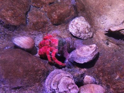 46.15343856805556,-1.15044045444444