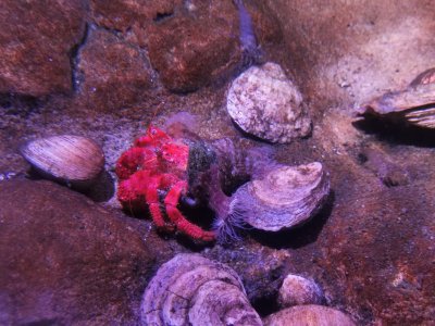 46.15343856805556,-1.15044045444444