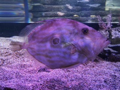 46.15298080416667,-1.150517225