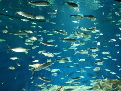 46.15304946888889,-1.15062224861111