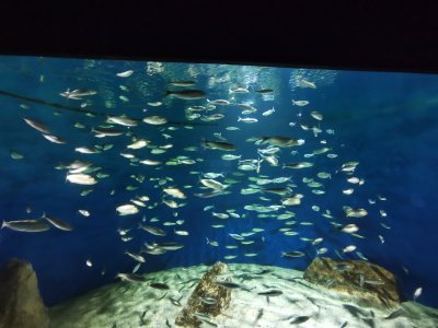 46.15304946888889,-1.15062224861111