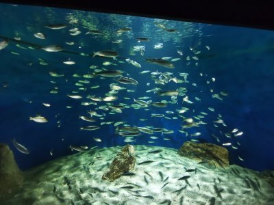 46.15308380111111,-1.15052485444444