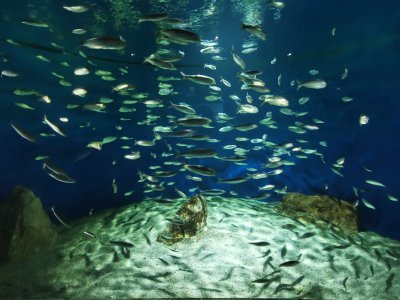 Aquarium La Rochelle