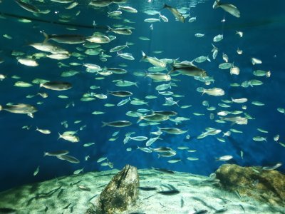 46.15301895138889,-1.15063834166667