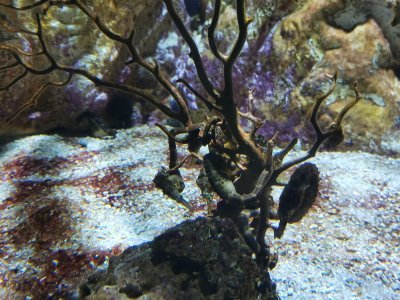 46.15124893166666,-1.14979243277778