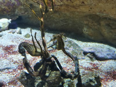 46.15124893166666,-1.14979243277778