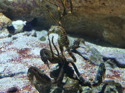 46.15124893166666,-1.14979243277778