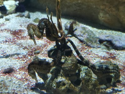 46.15124893166666,-1.14979243277778