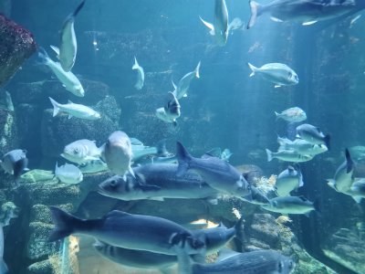 46.15302658055555,-1.15111231777778