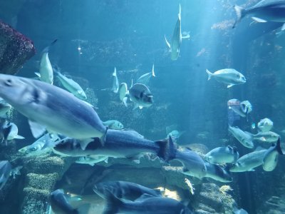 46.15302658055555,-1.15111231777778